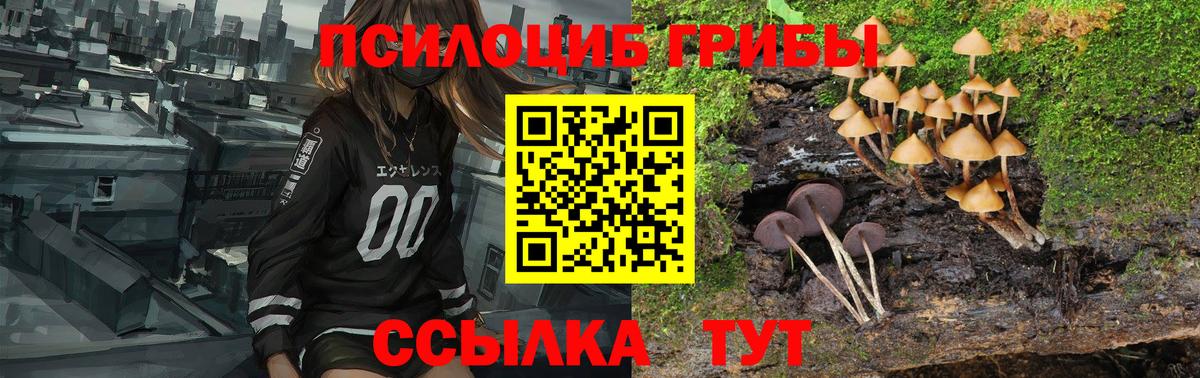Псилоцибиновые грибы Psilocybe  купить   Кудымкар 